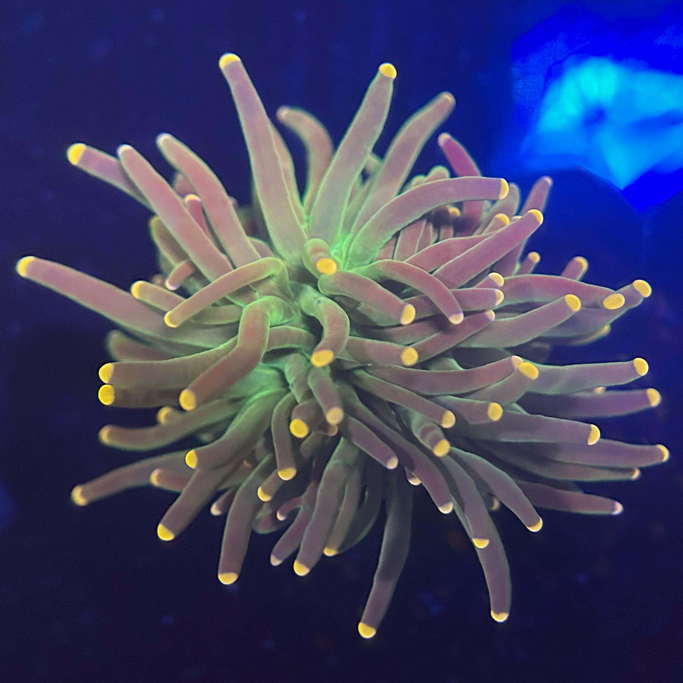 ゴールドトーチコラール　1ヘッド ゴールドトーチコラール1ヘッド分