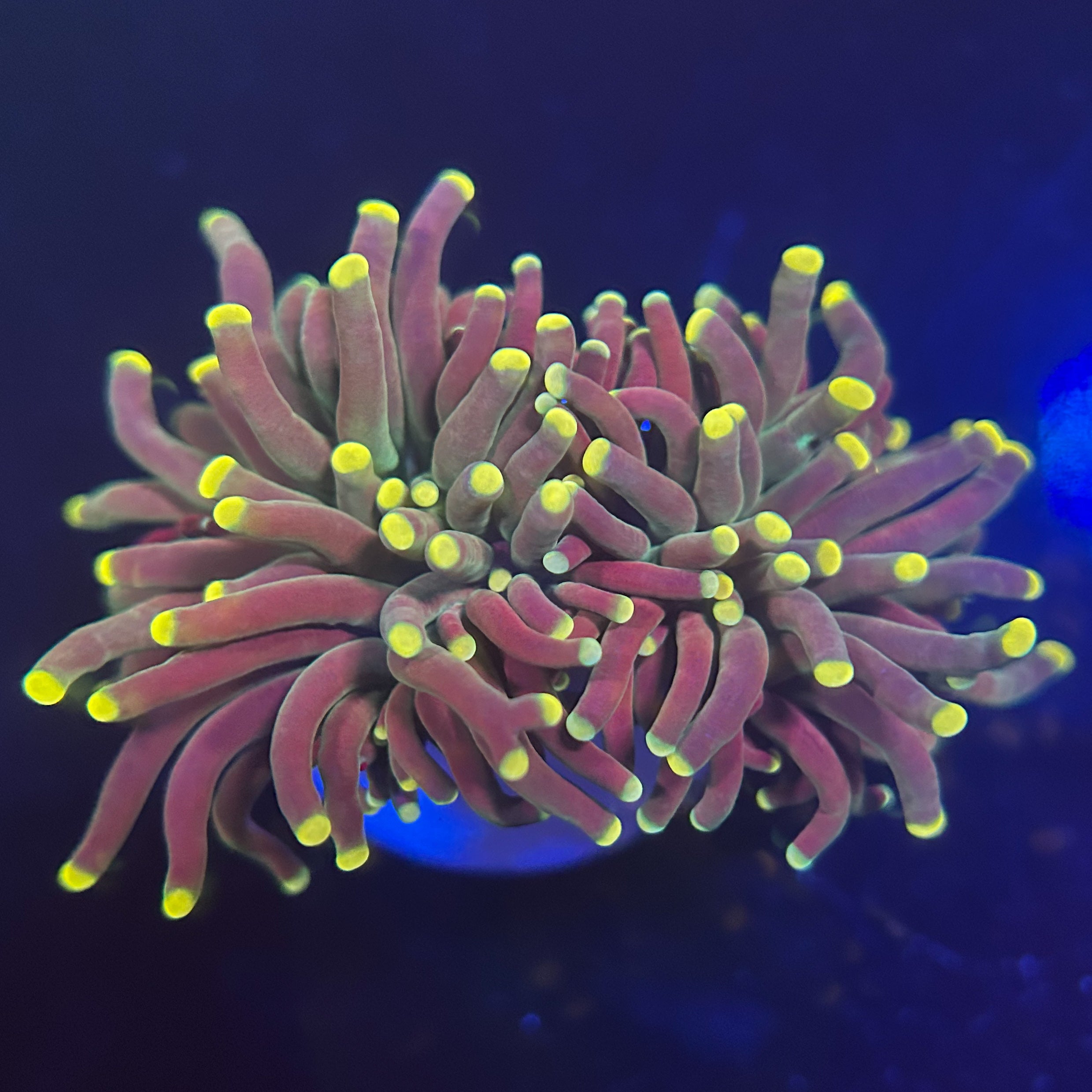 ゴールドトーチコラール　1ヘッド ゴールドトーチコラール1ヘッド分