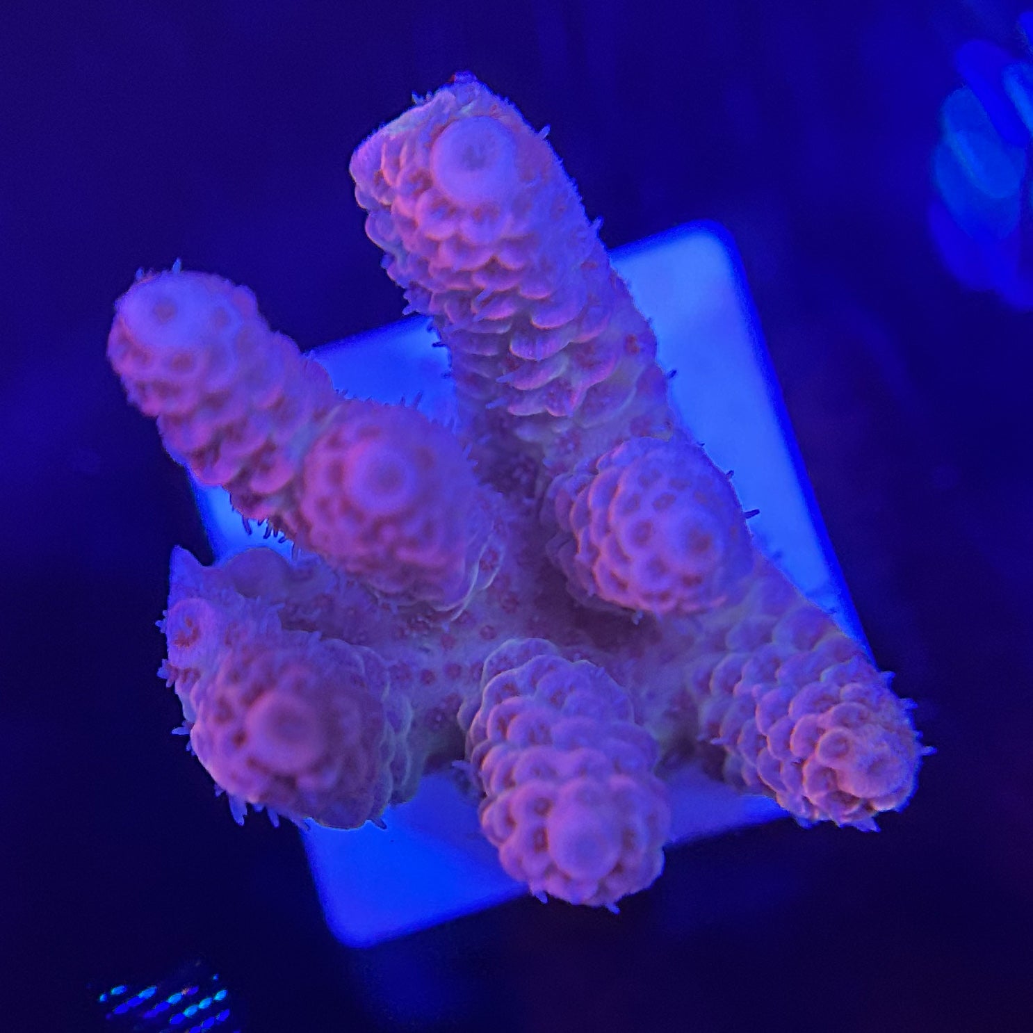 【オーストラリア産】ミドリイシ.sp No.2 ＊配送に関する重要なお知らせ有り オーストラリア産ミドリイシ.sp 02 ＊配送に関する重要なお知らせ有り