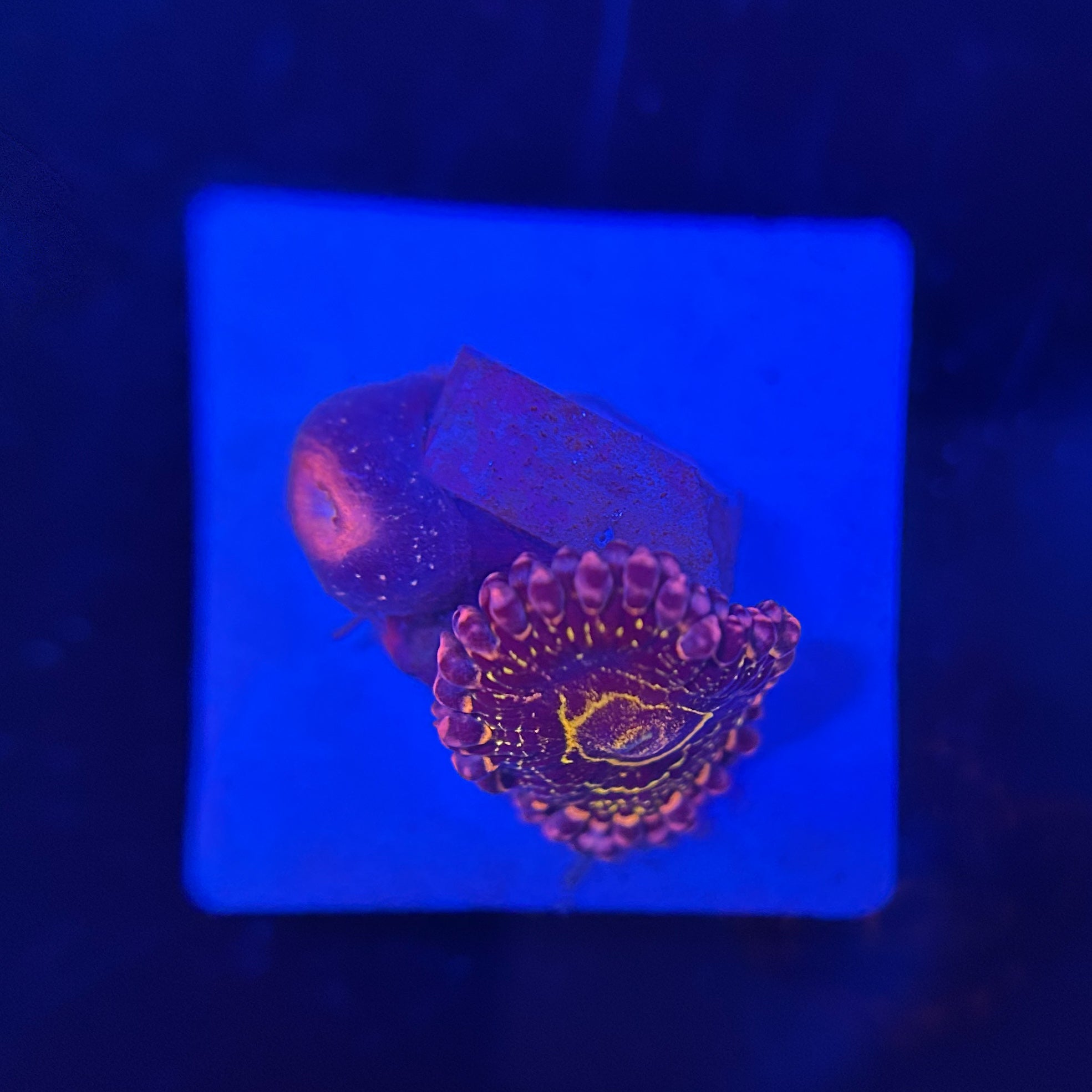 マメスナ ストラトスフィア セットNO.1 珊瑚 海水 マメスナ ストラト