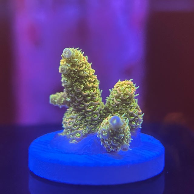 ミドリイシ | Coral Intelligence Agency