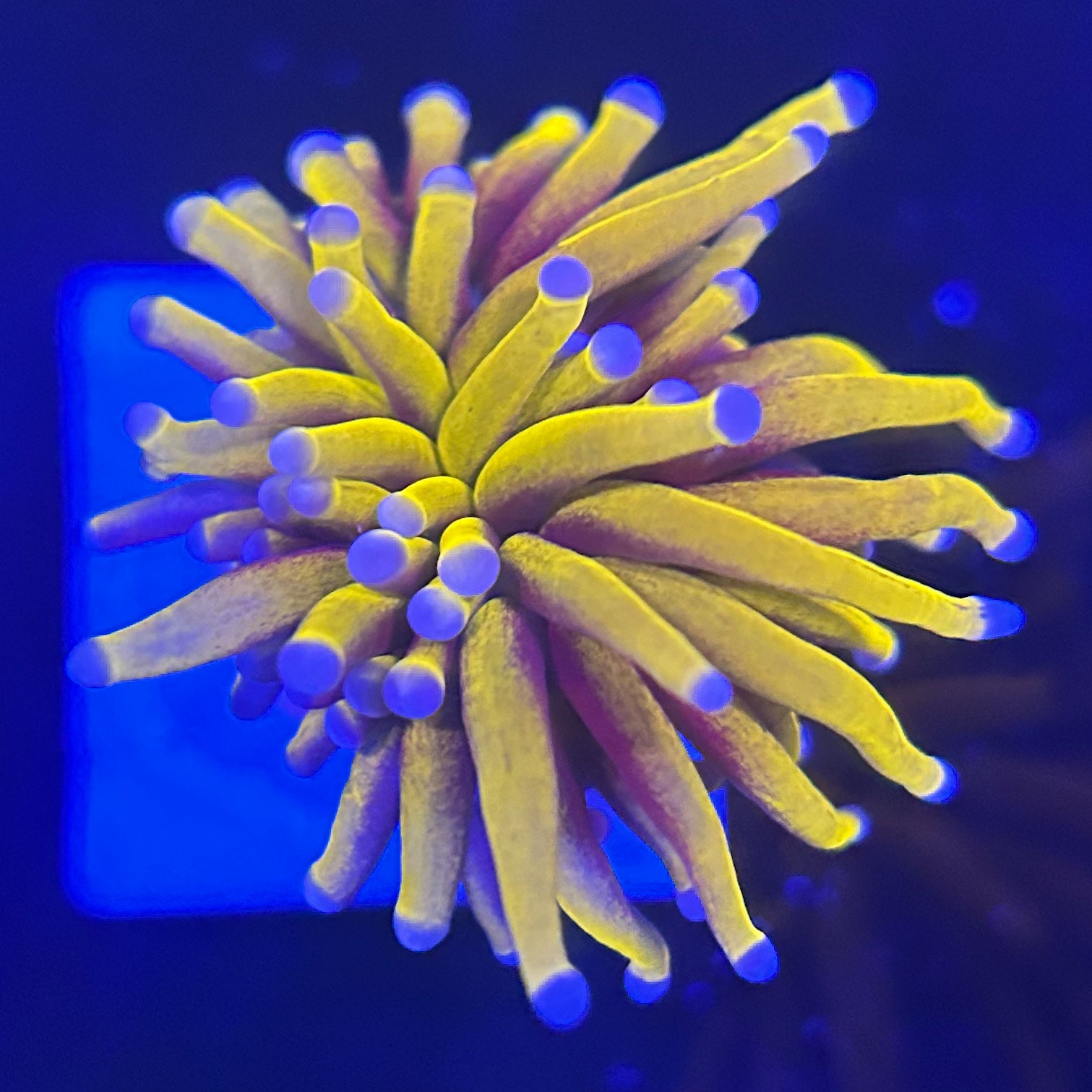 【サンゴ現物33】フラワーコーラル 4×12cm (B-2289)