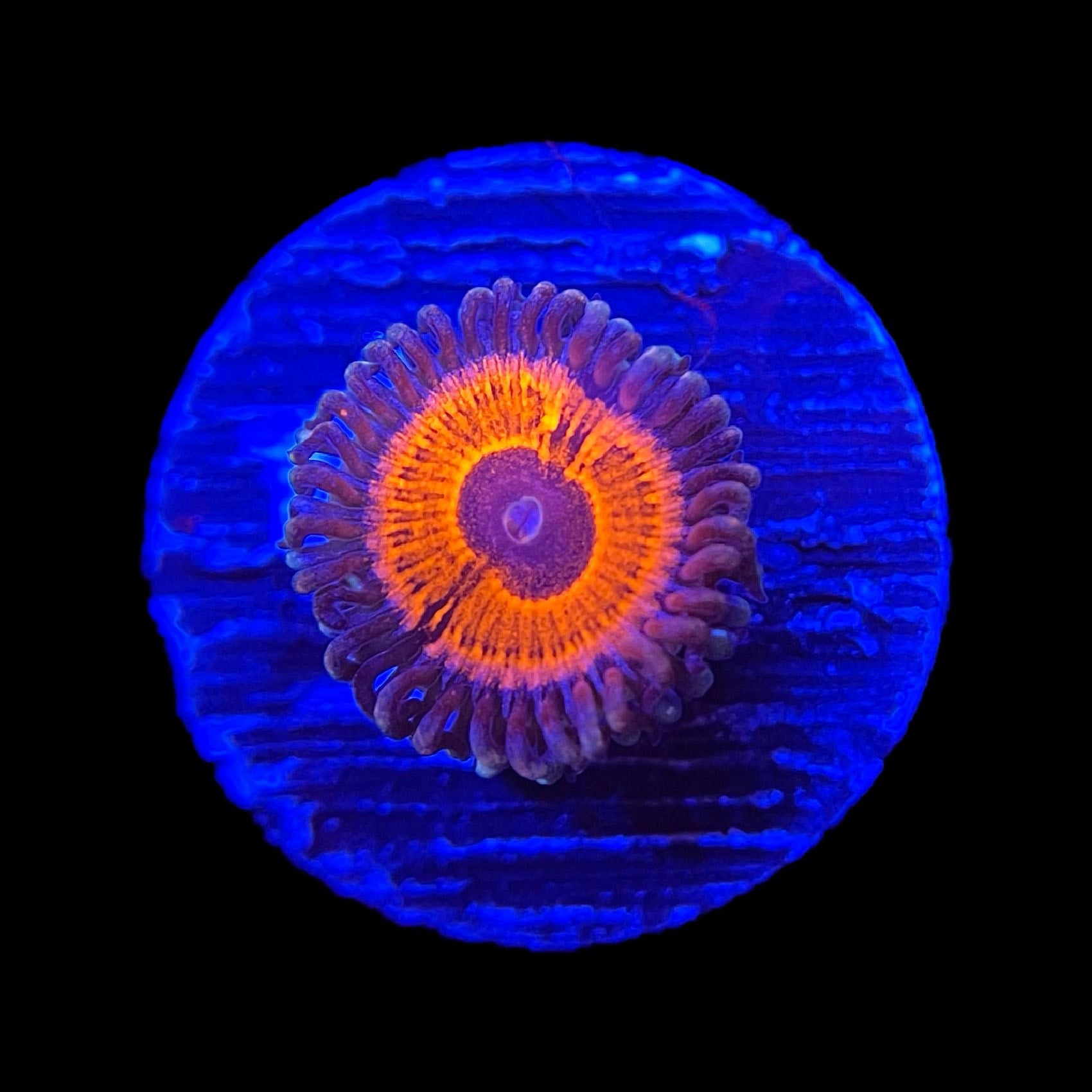 USマメスナ Devils Armor Zoa | Coral Intelligence Agency