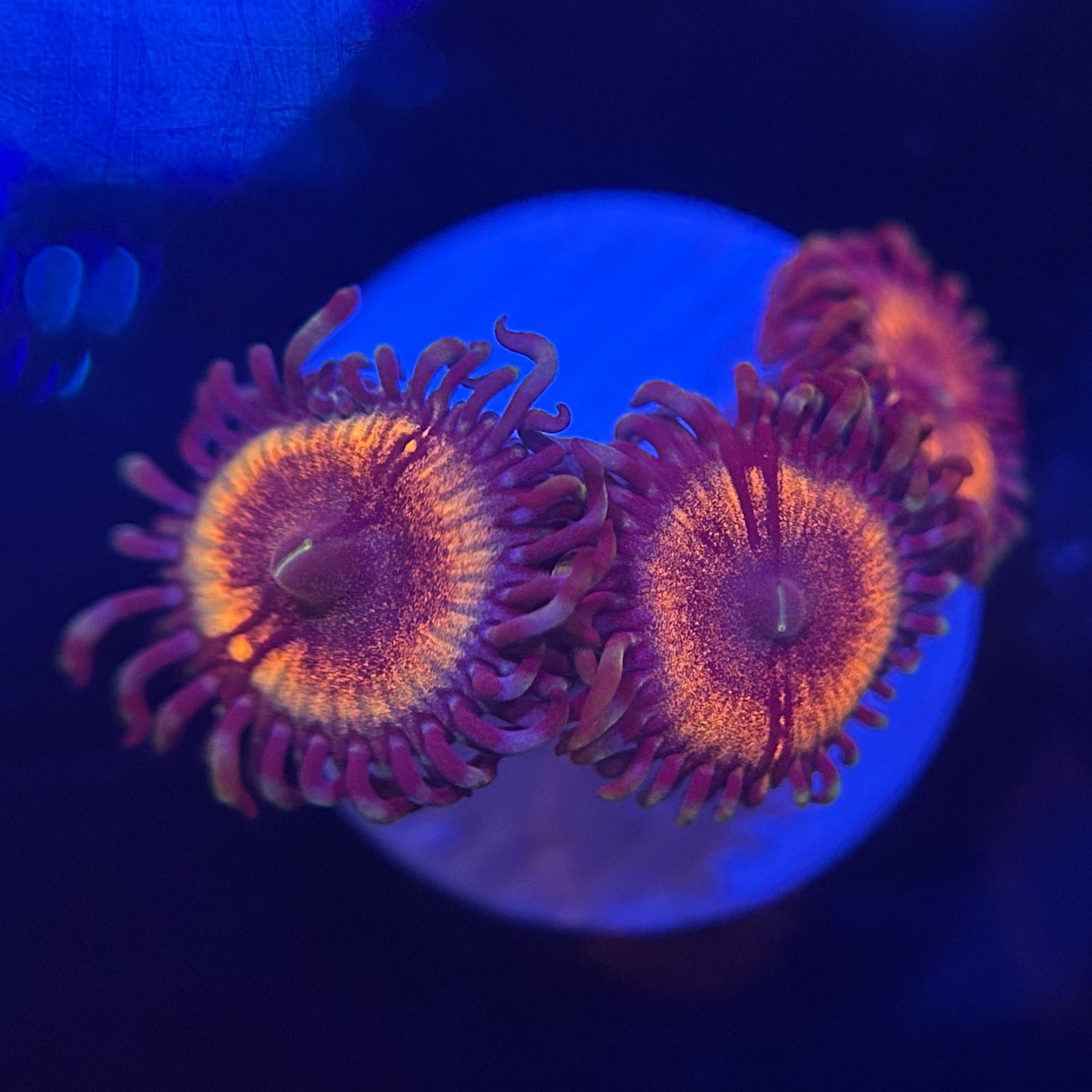 USマメスナ　Sundance Zoa