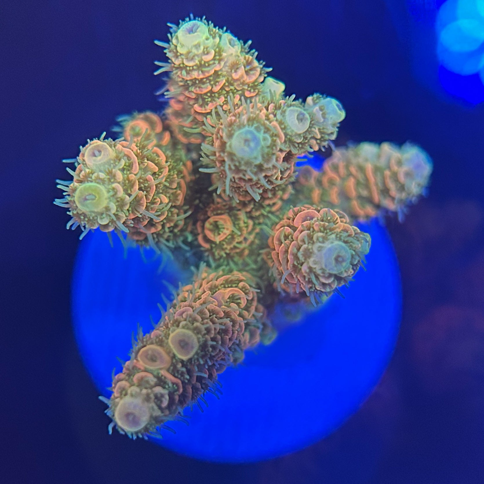 Echinophyllia sp|SPS ハードコーラル　アクアスタイルユー サンゴ 通販 販売 ASY サンゴ キッカサンゴ No.1 キッカサンゴ ゴールド SPS ハードコーラル